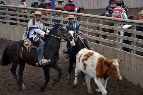 Catemu – Más de 50 colleras en el Quinto Rodeo Interescolar