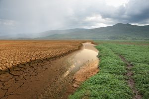 Green grass growing on the dry land after has rain fall Metaphor Nature Recovery, Climate change, Global warming