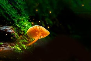 Glowing small mushroom and fireflies in magical forest